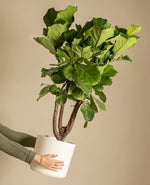 Indoor Fiddle Leaf Fig Plant