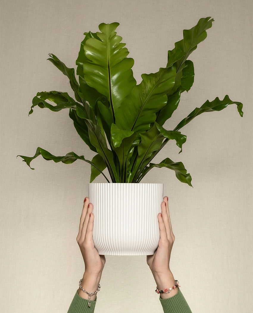 Fresh Green Fern Plant