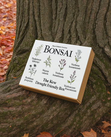 Blooming Wildflower Seed Kit