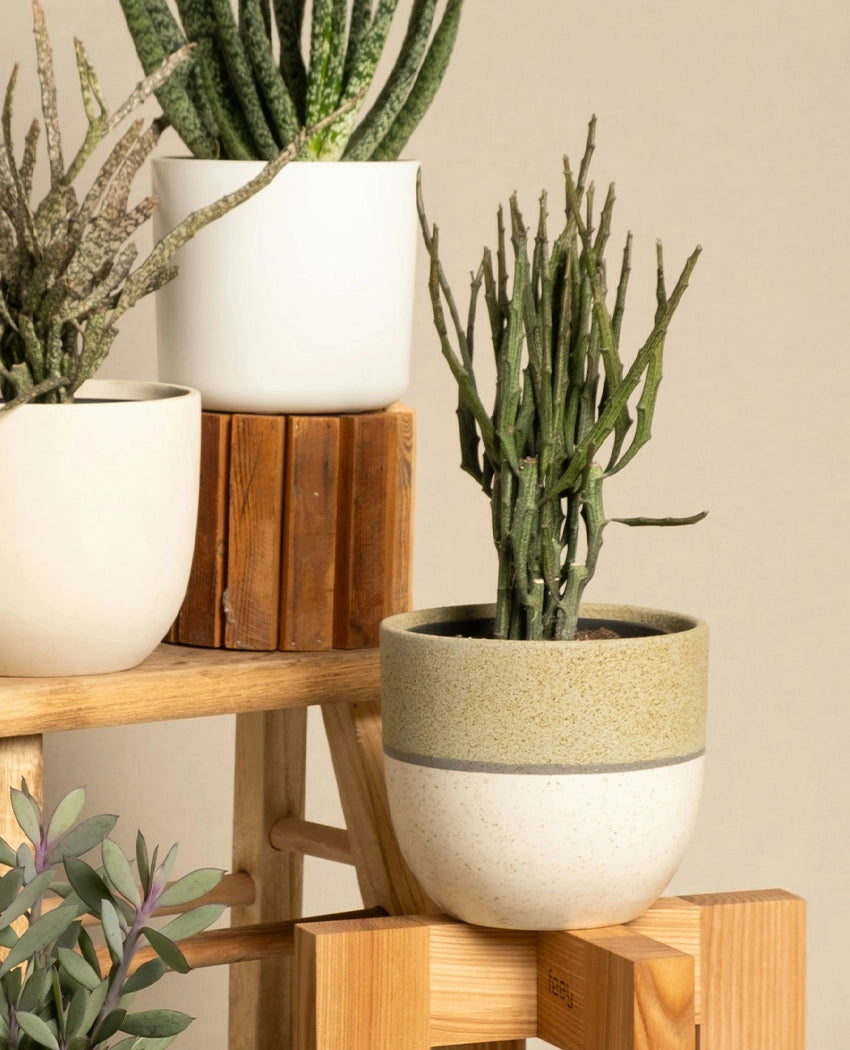 Decorative Pencil Cactus Plant