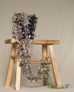 Trailing String Hearts Plant
