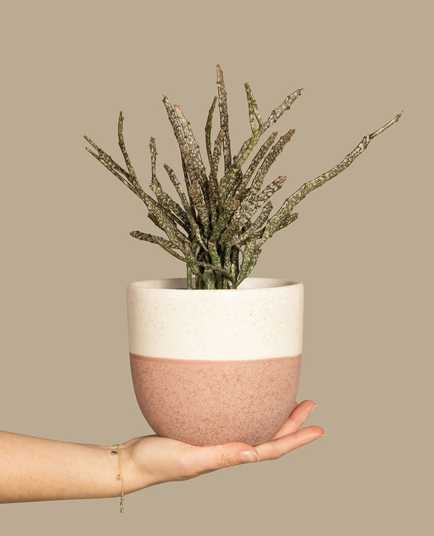 Exotic Speckled Cactus Plant