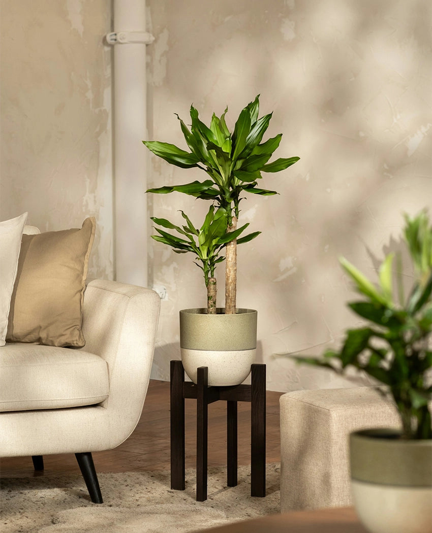 Potted Yucca Cane Tree