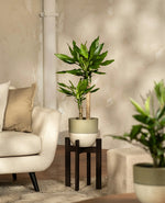 Potted Yucca Cane Tree