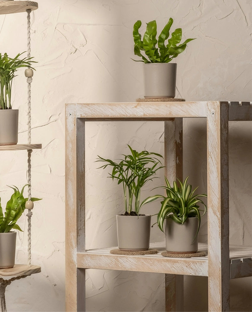 Air Purifying Plant Bundle