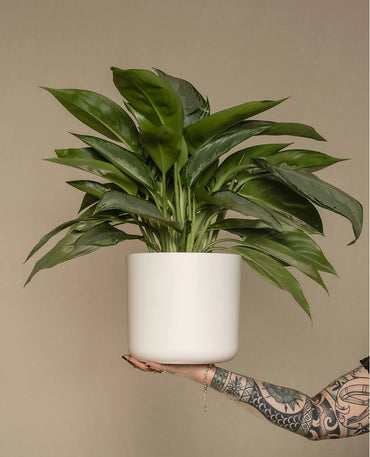 Indoor Aglaonema Potted Plant