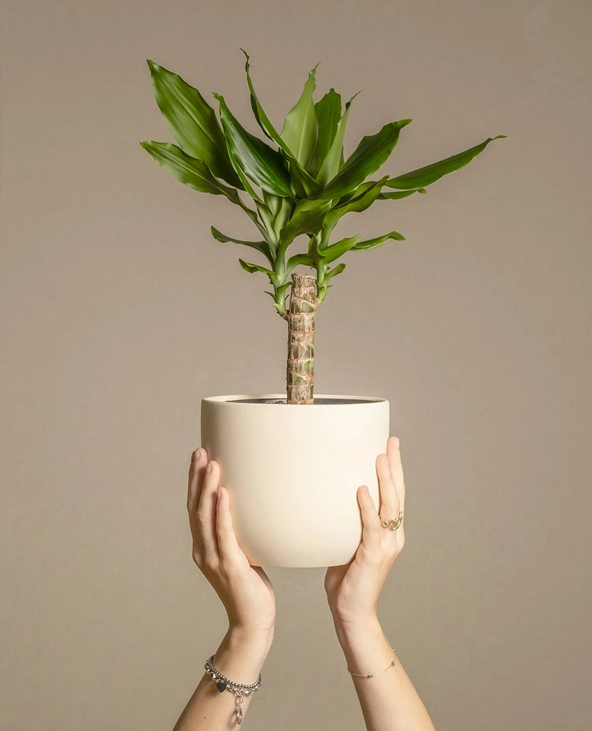 Lucky Bamboo Indoor Plant