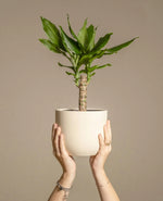 Lucky Bamboo Indoor Plant