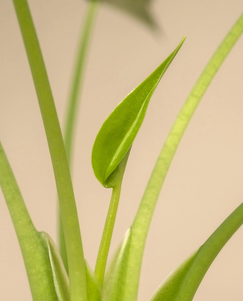 Elegant Green Indoor Plant