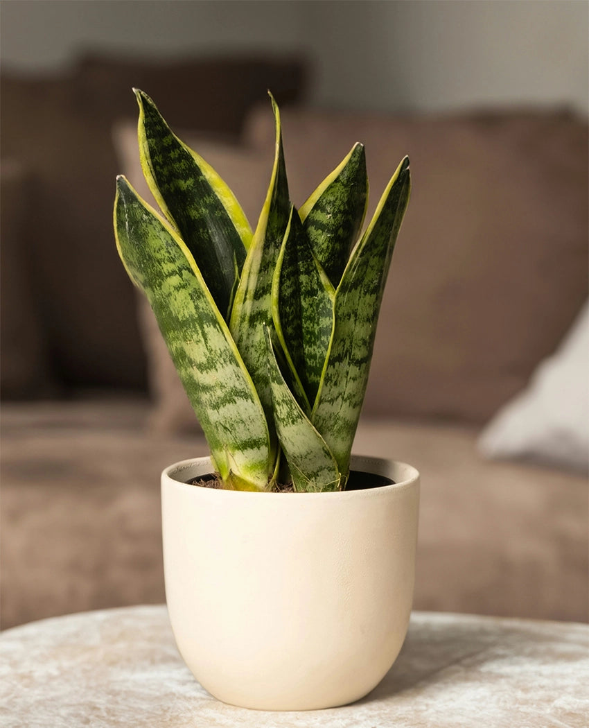 Snake Plant Decorative Pot