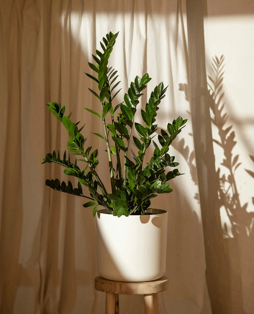 Zamioculcas Indoor House Plant