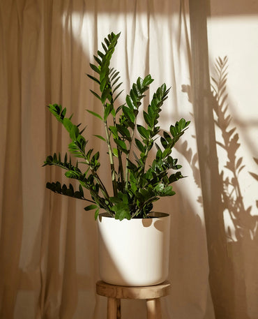 Zamioculcas Indoor House Plant