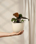 Philodendron Congo Plant
