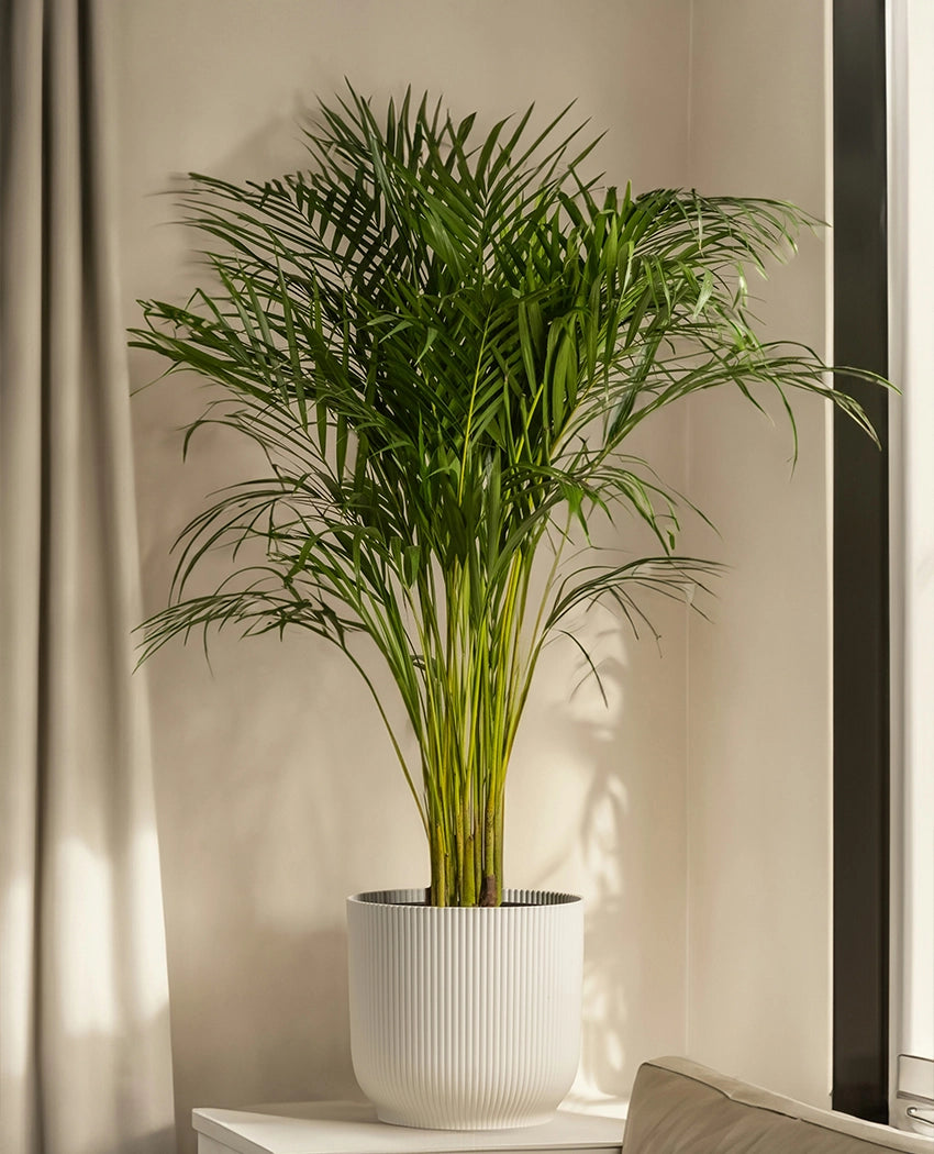 Areca Palm Indoor Plant