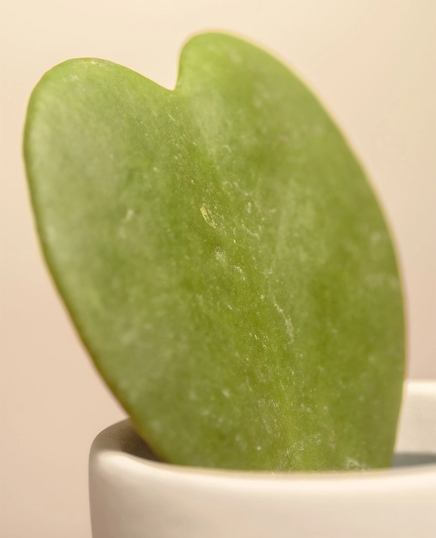 Heart Shaped Succulent Plant