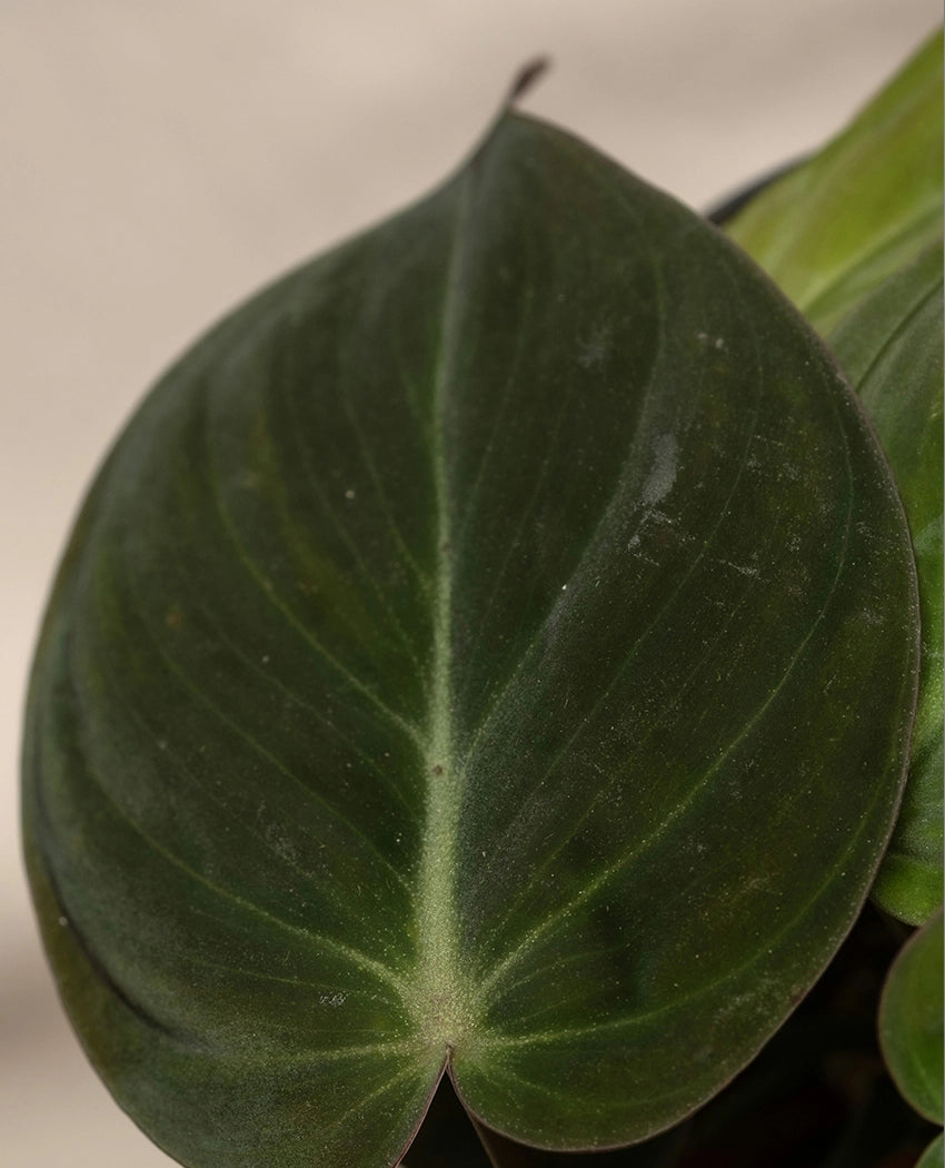 Philodendron Decorative Desk Plant