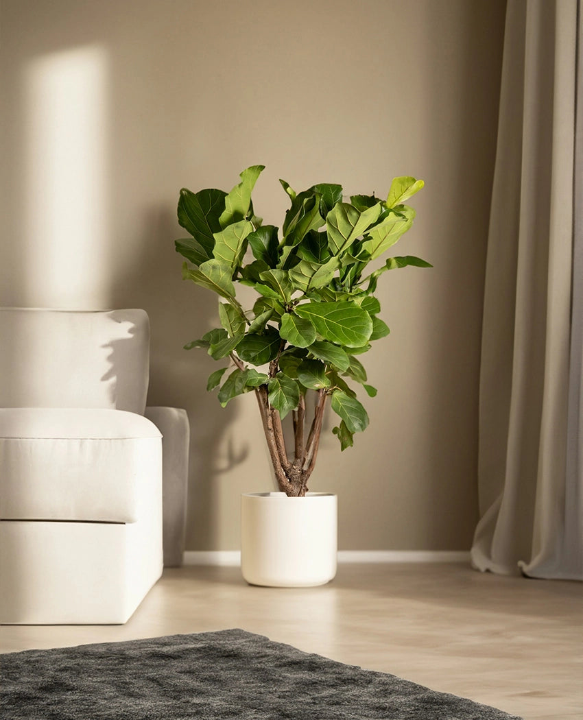 Indoor Fiddle Leaf Fig Plant