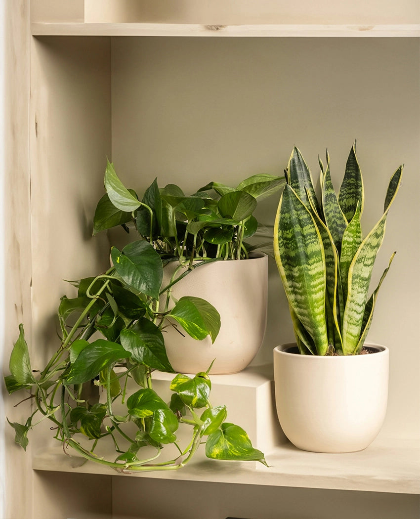 Decorative Garden Plant Mix