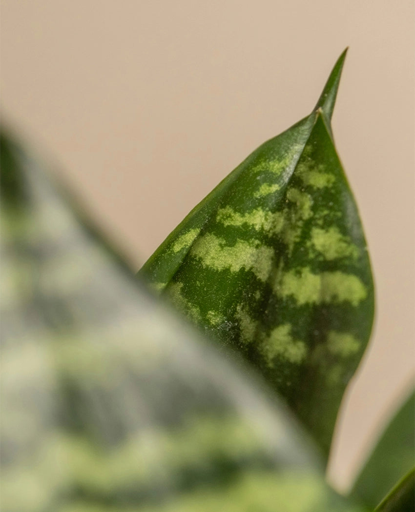 Low-Light Indoor Plant