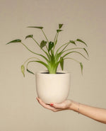 Elegant Green Indoor Plant
