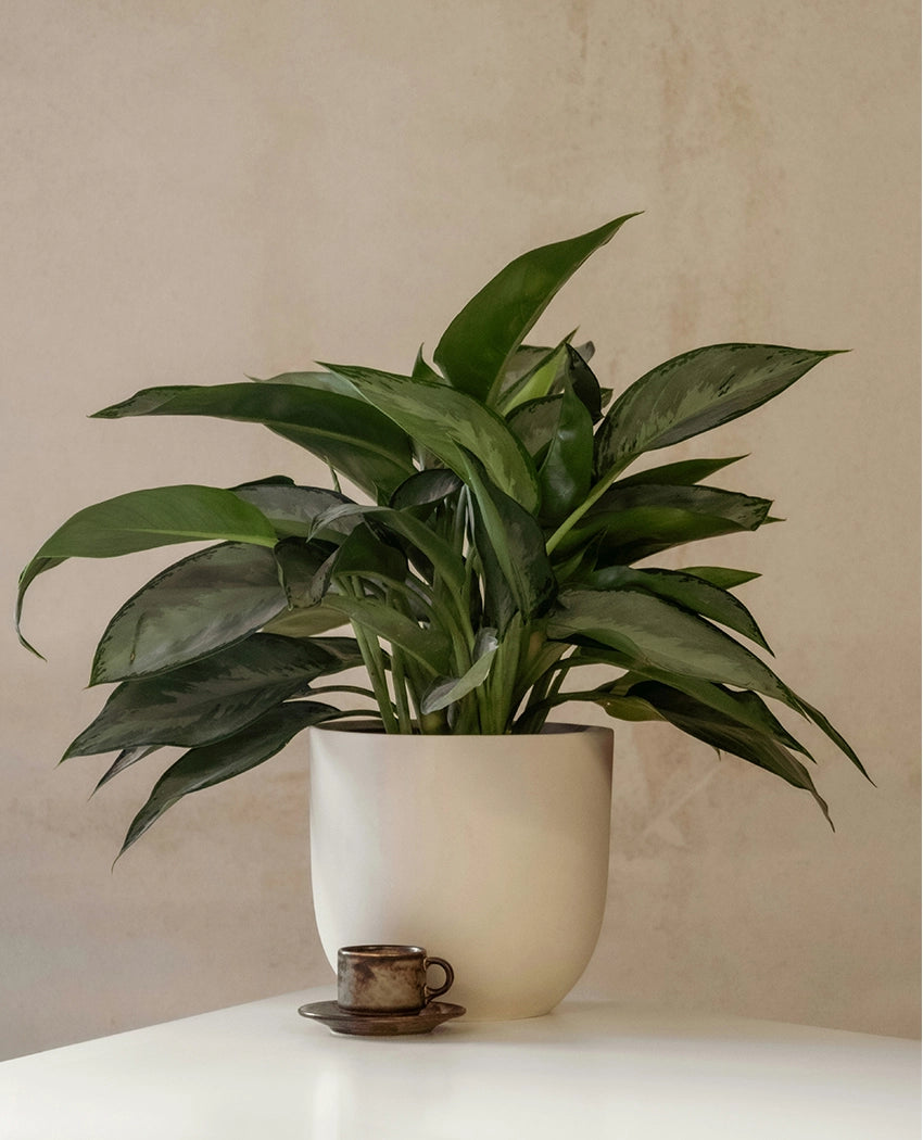 Indoor Aglaonema Potted Plant