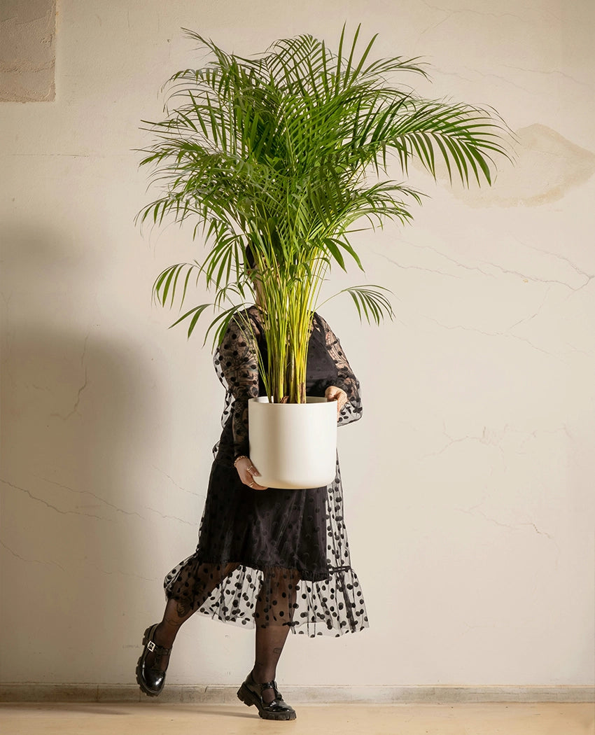 Areca Palm Indoor Plant