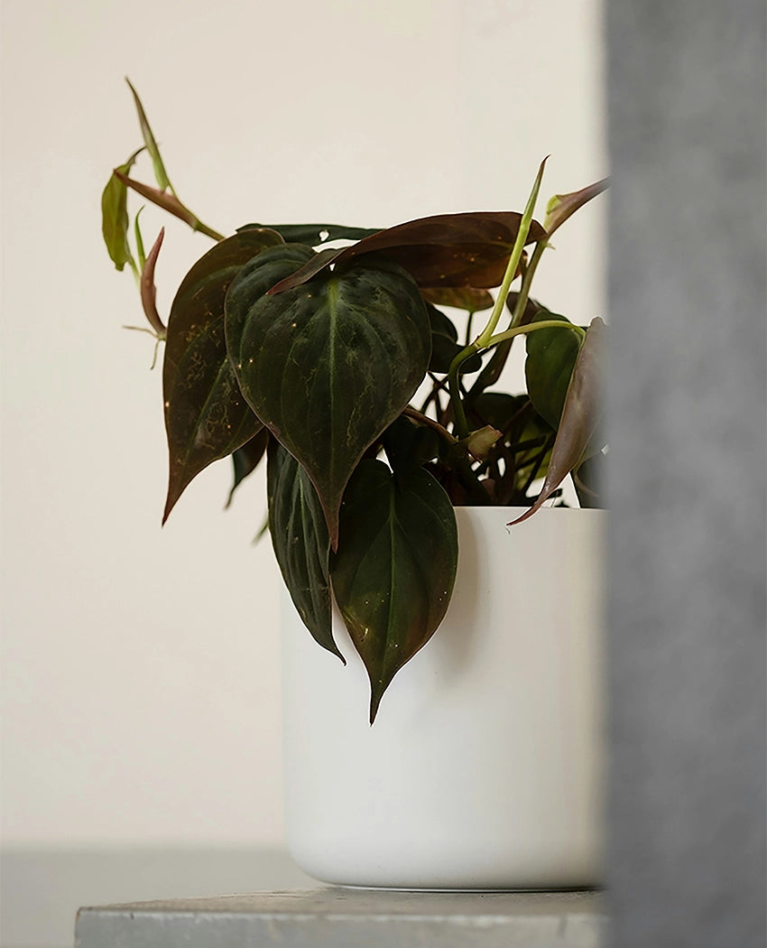Philodendron Decorative Desk Plant