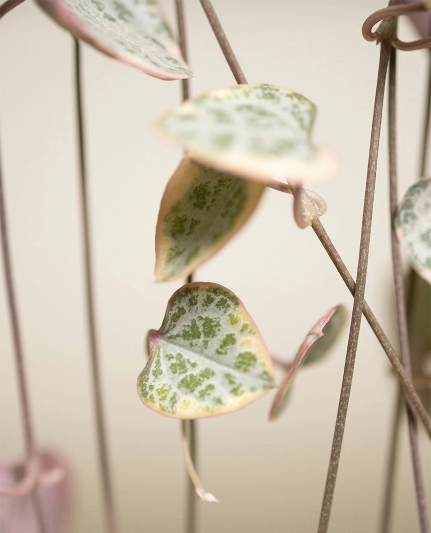 Trailing String Hearts Plant